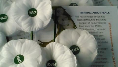 White poppies